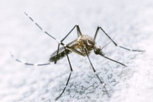 Failure to Diagnose Dengue Fever